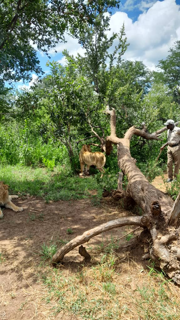 Guided Walking Safari