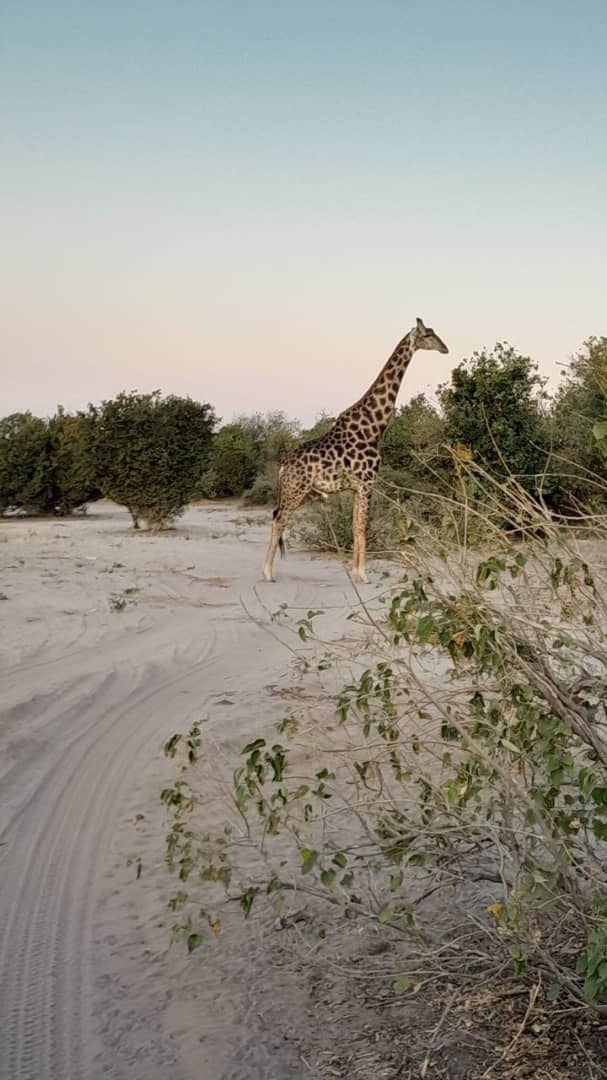 Giraffe at sunrise