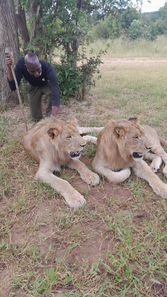 Guided lion encounter in the bush