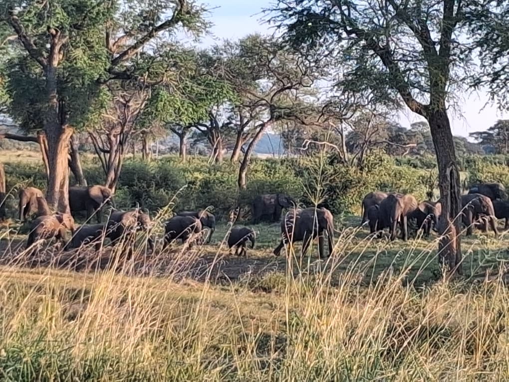 Herd of elephants under mopane trees