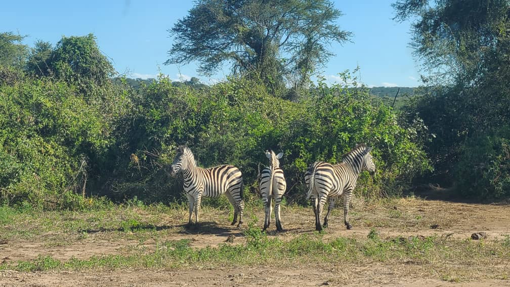 Zebras grazing in open bushveld