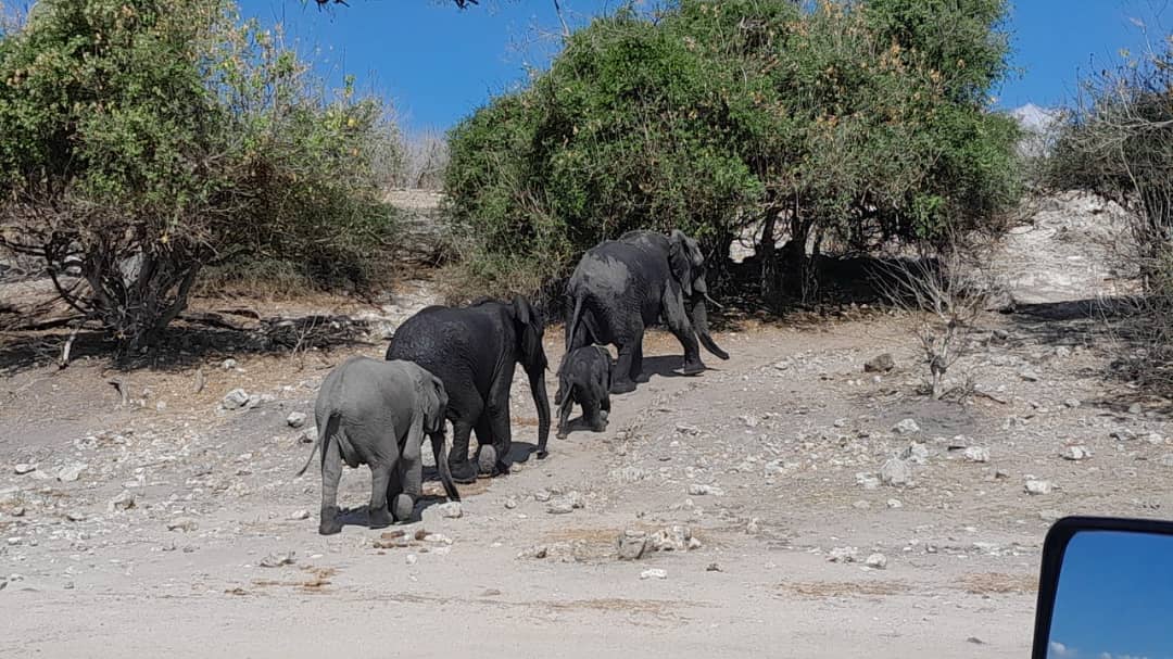 Elephant family on a Hwange plain