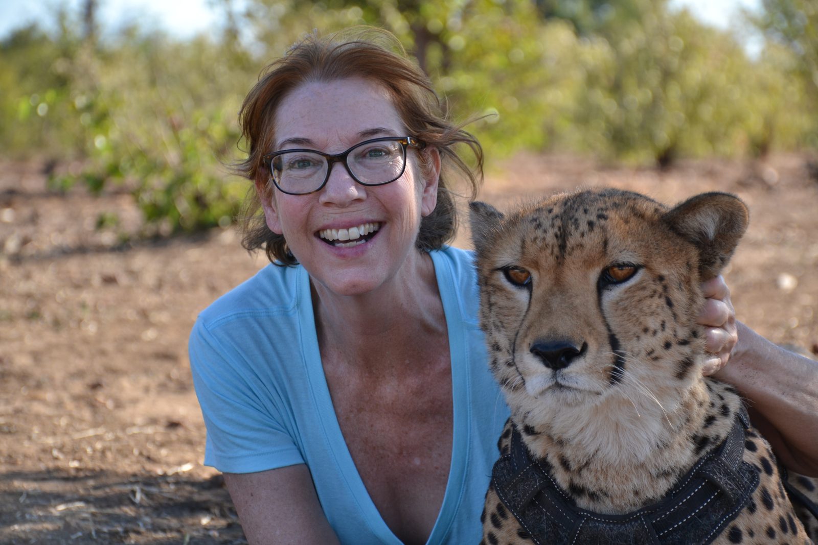 Guest sitting with a cheetah on a conservation walk