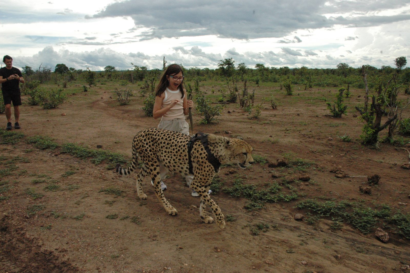 Cheetah Walk
