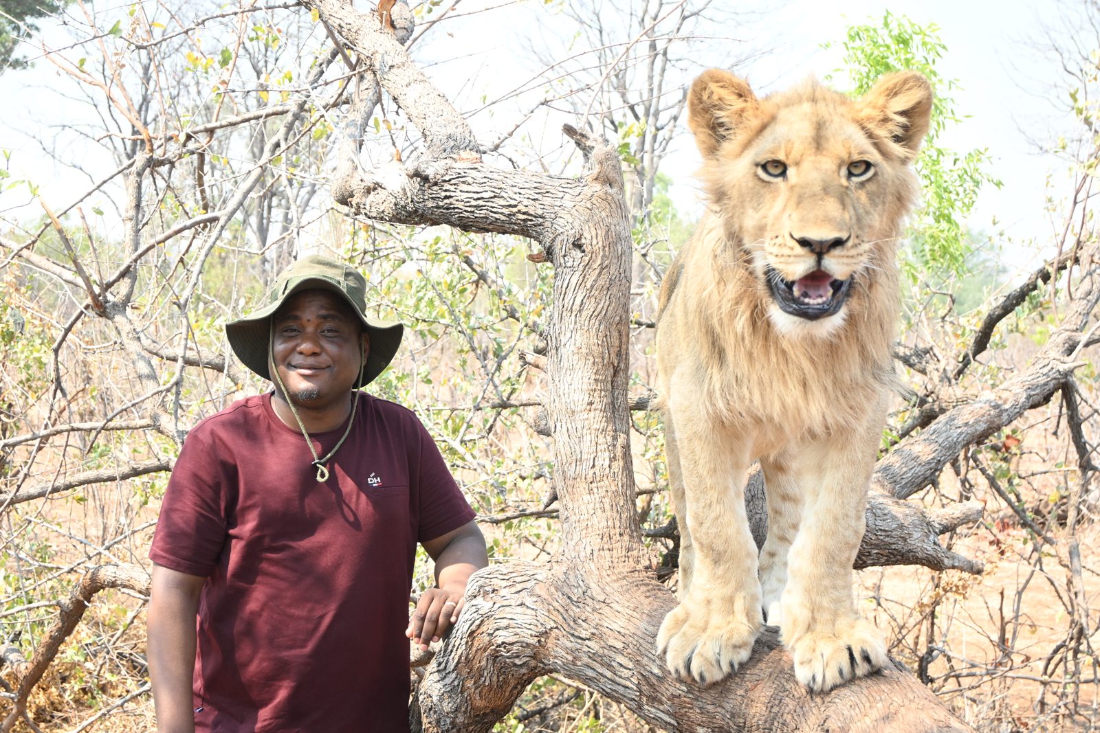 Lion Walk